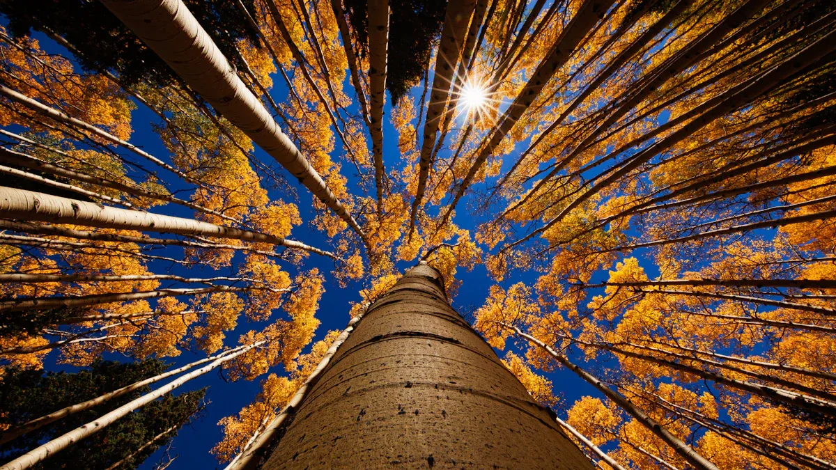 Specialized Camera Angles